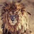 Internautai leipsta juokais iš liūto: žvėrių karaliui pasitaikė „blogų karčių diena“