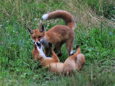 Ingos Gotoveckaitės nuotrauka