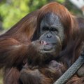 San Diego zoologijos sode pristatyta Sumatros orangutanų jauniklė...