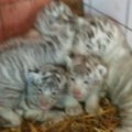 Lietuvoje to dar nebuvo: tigrė atsivedė penkis baltuosius tigriukus