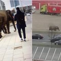 Vilniečiai negalėjo patikėti savo akimis: miesto gatvėmis slampinėja dramblys