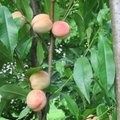 Kodėl lietuviai nustojo auginti persikus ir abrikosus?