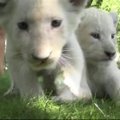 Krymo safario parke baltieji liūtukai ir Sibiro tigriukai žaidė su lankytojais