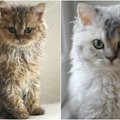 Internautai stebisi garbanotomis katėmis: reta veislė gimė visiškai atsitiktinai