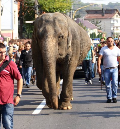 Dresuotojas Gartneris kartais išleidžia dramblius pasivaikščioti mieste