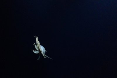 Grimpoteuthis genčiai priklausantis aštuonkojis