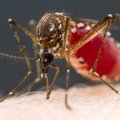 Dengės karštinė Bangladeše pareikalavo per 1 000 žmonių gyvybių