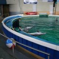Į Lietuvą parskraidinami pirmieji delfinai