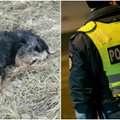 Internautai žavisi kilniu poelgiu: pareigūnai išgelbėjo ant kelio merdėjantį šunį