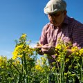 Žieminis rapsas – saugus būdas sukaupti ir išsaugoti azotą sėjomainoje