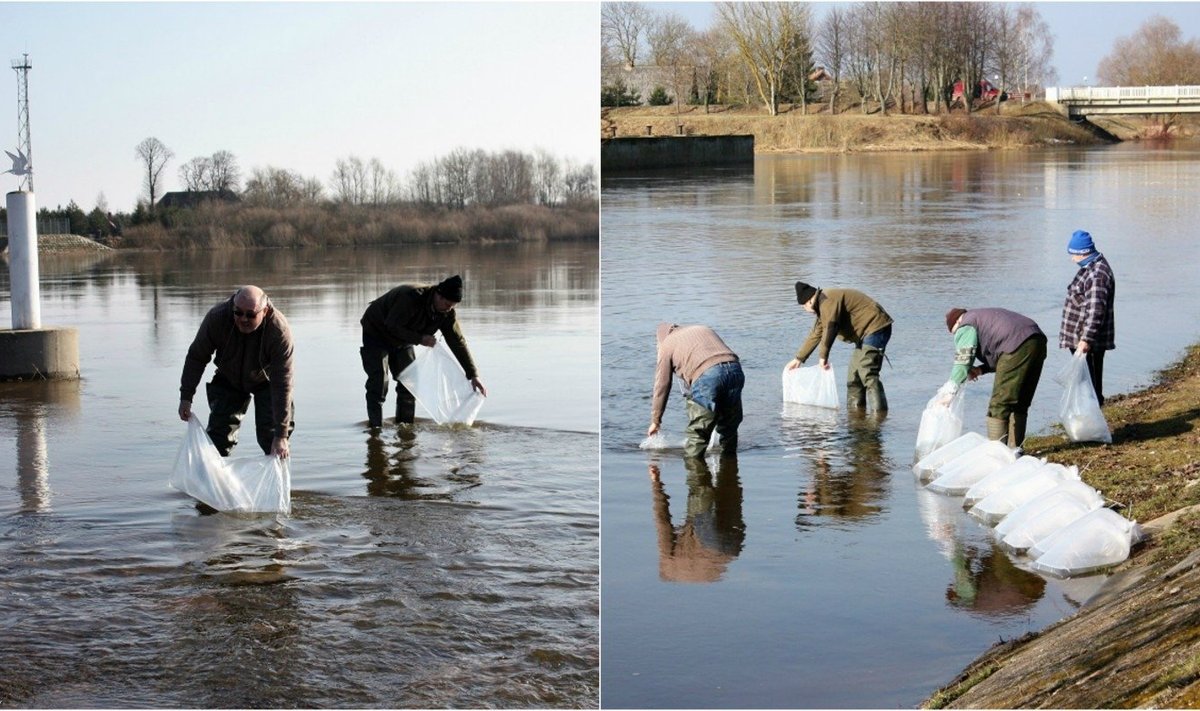 Žuvininkystės tarnybos Rusnės poskyrio specialistai atlieka vėgėlių įveisimo darbus