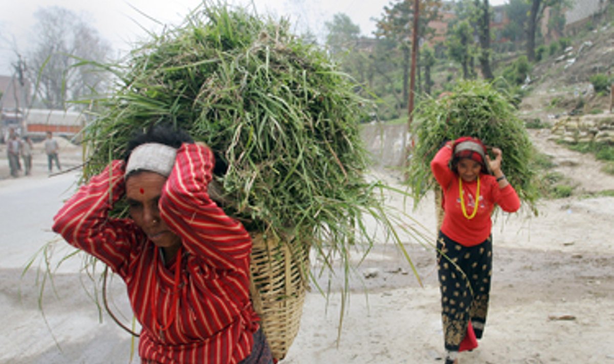 Nepalo moterys Kathmandu gatve neša didžiulius krepšius su žole.