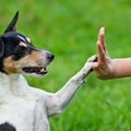 Pagrindinės dresūros taisyklės: ką daryti, kad šuo jūsų klausytų?