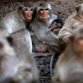 Suaugusios beždžionės geba fotografijose atpažinti savo gentainius
