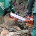 Vilniaus rajone žuvo medžius pjovęs vyras