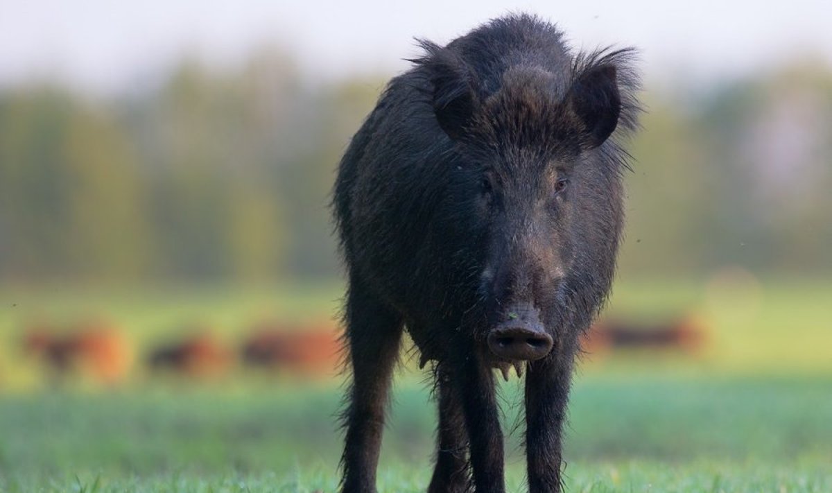 Afrikinis kiaulių maras apsupo Lietuvą - sergančių šernų ir kiaulių rasta ir Latvijoje, ir Lenkijoje, ir Baltarusijoje