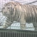 Teismas priėmė sprendimą dėl baltojo tigro, meškos ir meškėnų Klaipėdos „Mini Zoo“
