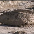 Argentinoje rastos senovinių žinduolių fosilijos