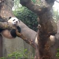 „Slaptas pandų gyvenimas“ (XVIII): kas kone mirtinai išgąsdino Fu Lai?