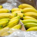 Kodėl bananų turėtume valgyti kasdien