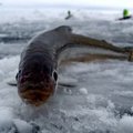 Stintų žvejyba ant Kuršių marių ledo iš arti: akimirkos nuo ryto iki vakaro