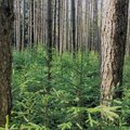 Dirba pas lietuvių darbdavį: Suomijos miškuose siūlo 2 500 eurų
