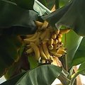 Panevėžyje išaugo rekordinė 57 bananų kekė