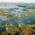 Plaukiojančios salos Lietuvoje: gamtos įdomybė ir nelaimė