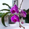 Laikantis šių nesudėtingų taisyklių orchidėjos džiugins gausiais žiedais