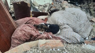 Ant griuvėsių gulinčio šuns nuotrauka suvirpino širdis: jo šeimininkai žuvo per rusų ataką