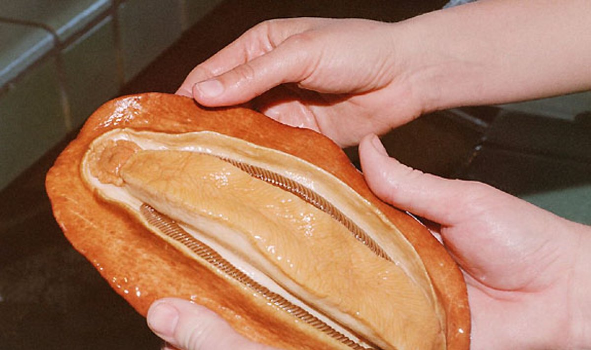 Klajojantis mėsos vyniotinis, dar vadinamas didžiuoju Ramiojo vandenyno chitonu, yra didžiausias žinomas chitonas / Douglas Eernisse nuotr.