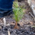 Žingsnių iššūkis virto miškais: Lietuvoje sužaliavo 35 tūkst. naujų medžių