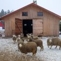 Tarp daugybės veiklų ūkininkams pats mieliausias – avių auginimas