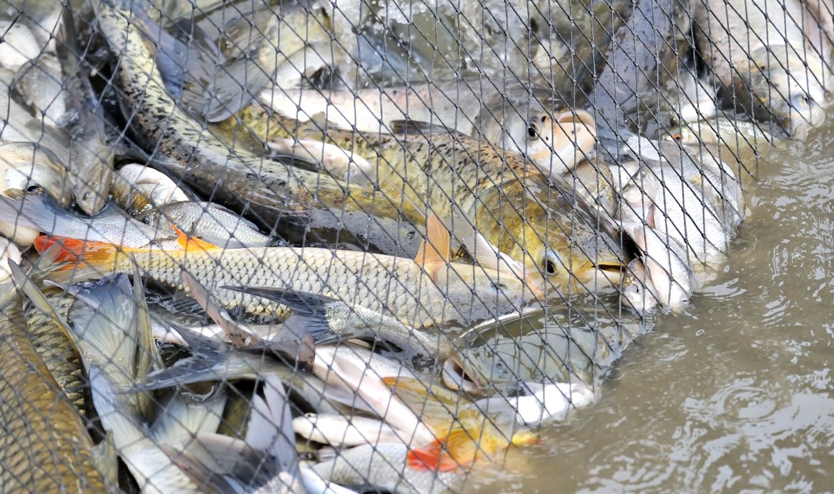 Žvejyba tinklais žvejui mėgėjui yra draudžiama
