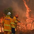 Sidnėjuje – aukščiausio lygio pavojus: su tokiais gaisrais šalis dar niekada nesusidūrė