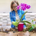 Kaip visiškai paprastu būdu paspartinti orchidėjų žydėjimą
