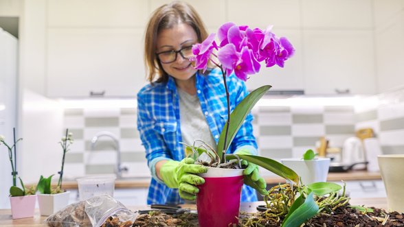Orchidėjos persodinimas: išsamios instrukcijos, kaip persodinti ką tik įsigytą falenopsį