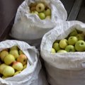 Varėnoje grybautojai stebėjosi vaišinami obuoliene