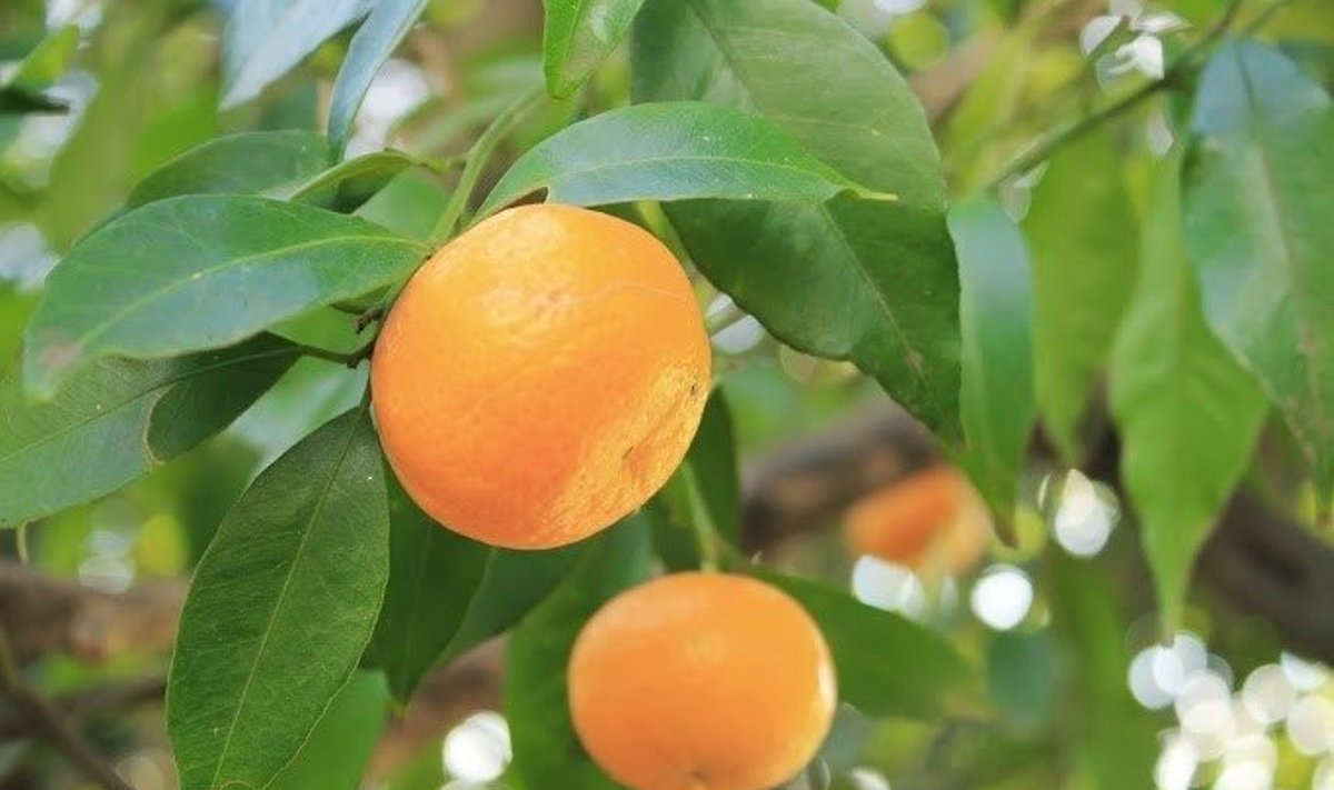 Ekologiški mandarinai 