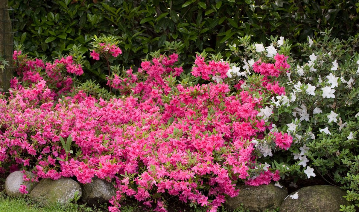 Azalea japonica