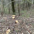 Ignalinos rajone medis prispaudė vyrui kojas