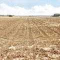 Drought officially declared in five Lithuanian municipalities