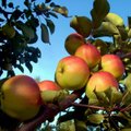 Šakos lūžta nuo obuolių, bet parduotuvėse kas trečias vaisius lenkiškas