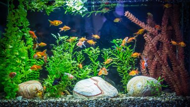 Kokio dydžio akvariumą rinktis pagal žuvyčių rūšį
