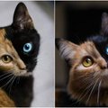 Pasaulį stebina neįprasta katės išvaizda: snukutį puošia dvi spalvos
