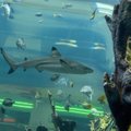 Kauno akvariumas gali sulaukti rykliukų vados