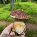 В лесу пошли грибы: сколько за них просят на рынке