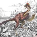 Aptikta nauja dinozaurų rūšis: milžiniška pragaro višta