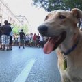 Šuo Dešrelė dalyvauja visose protesto akcijose Atėnuose