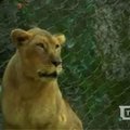 Indijos draustinyje nyksta liūtai